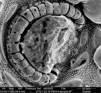 Media type: image;   Invertebrate Zoology 134639